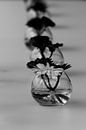 Ausgerichtete Blumen von Youri Mahieu Miniaturansicht