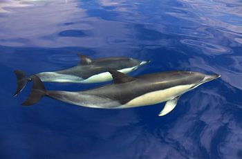 Dolfijnen bij Madeira