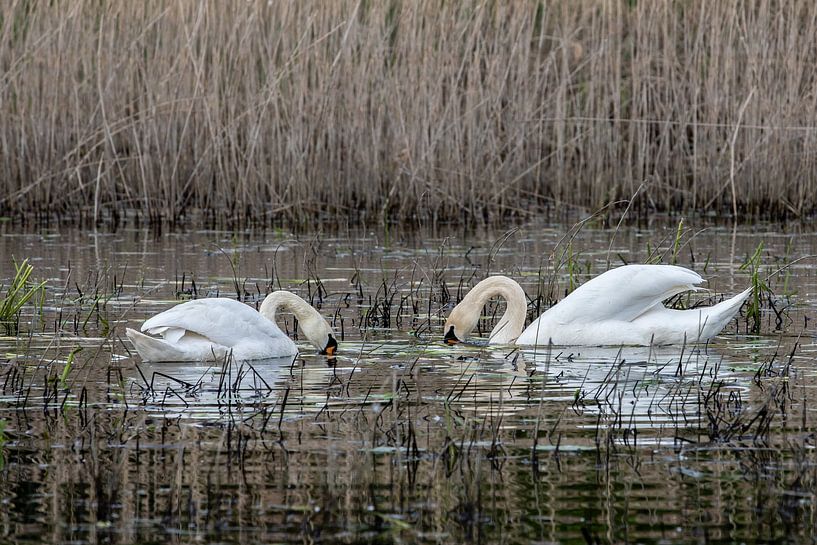 Mute swan pair by t.ART
