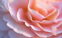 Détails d'une délicate fleur de rose rose