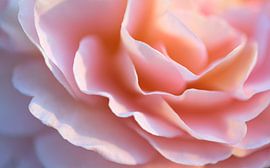 Détails d'une délicate fleur de rose rose sur Oliver Lahrem