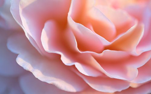 Details van een delicate roze rozenbloesem