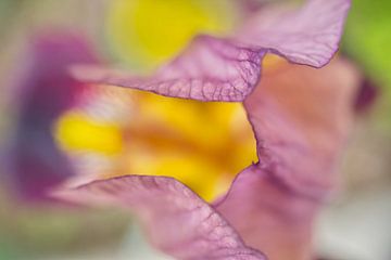 Fleur d'iris violet Macro Abstraction sur Iris Holzer Richardson