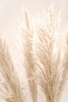 PAMPAS REED by Monika Strigel
