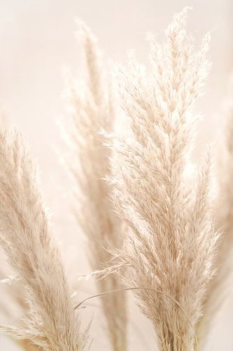 PAMPAS REED