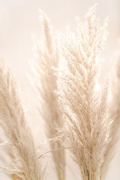PAMPAS REED by Monika Strigel