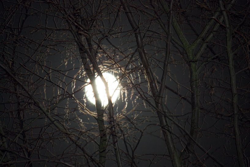 Maan schijnt door de bomen by Gerard Jacobs