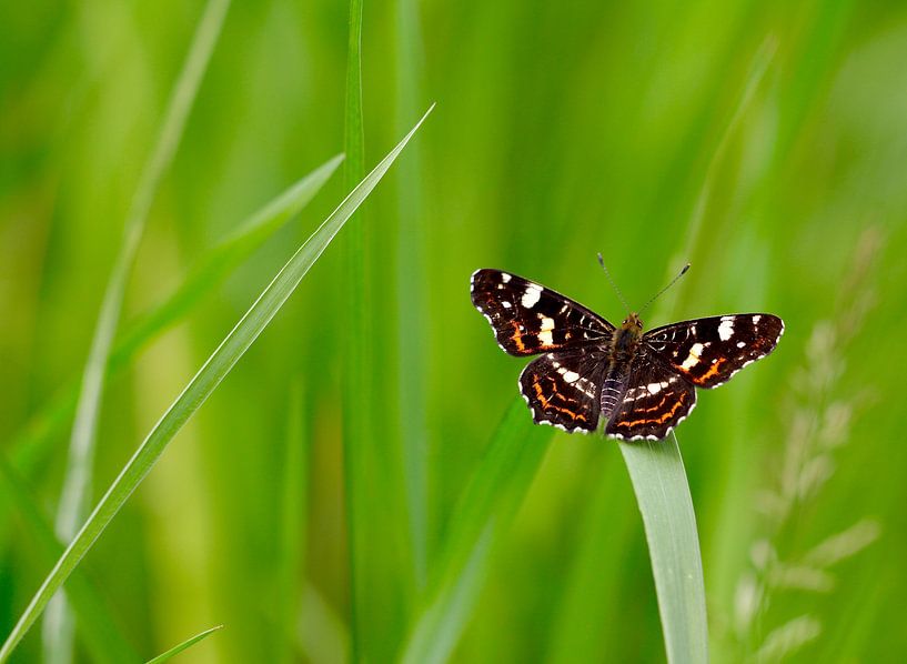 Schmetterling von Mario Brussé Fotografie