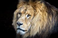 Lion in Amersfoort zoo