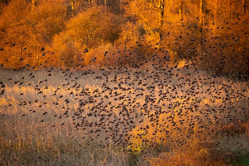 Étourneaux avec coucher de soleil par Andius Teijgeler