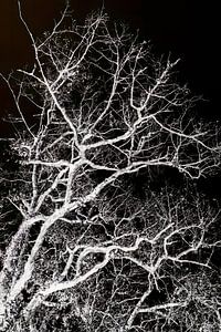 Eikenboom zonder blad in negatief van tovano.pictures