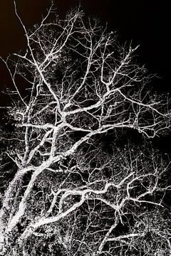 Oak tree without leaves in negative by tovano.pictures