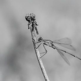 Libelle von Ag (zilver)