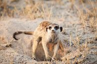Digging meerkat in Botswana in the desert by Simone Janssen thumbnail