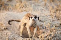 Digging meerkat in Botswana in the desert