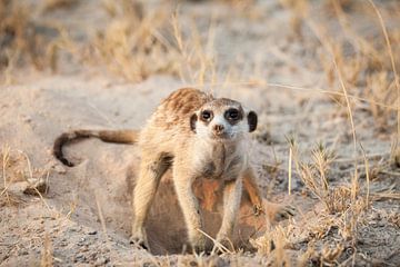 Gravend stokstaartje in Botswana in de woestijn van Simone Janssen