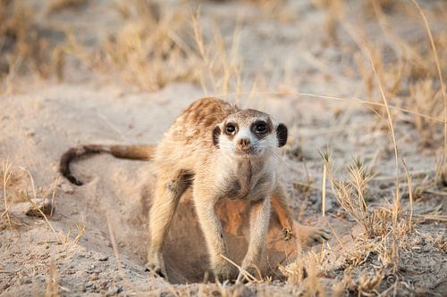 Erdmännchen in Botswana in der Wüste von Simone Janssen
