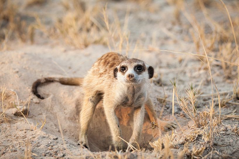 Digging meerkat in Botswana in the desert by Simone Janssen