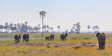 Olifanten op doorreis in Malawiaanse savanne van Natuurpracht   Kees Doornenbal