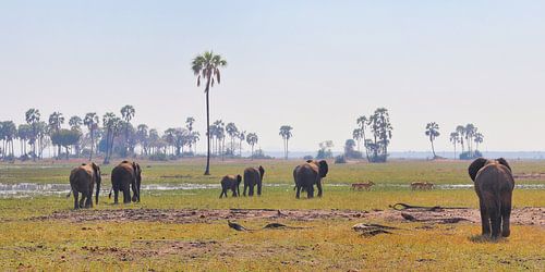 Olifanten op doorreis in Malawiaanse savanne