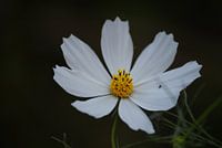 Margriet bloem