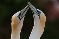 Portrait of gannets