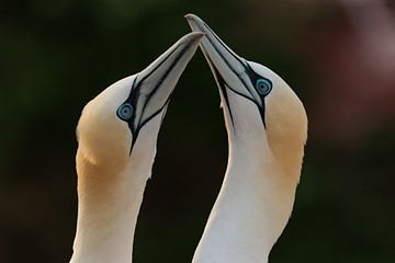 Portet van Jan van Genten van Anjella Buckens