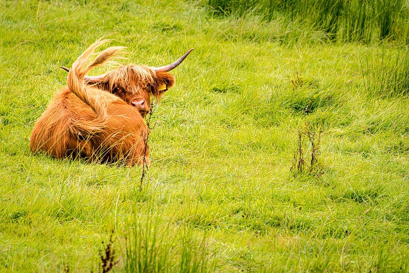 Bœuf des Highlands écossais couché dans un pâturage verdoyant et juteux par Dieter Walther