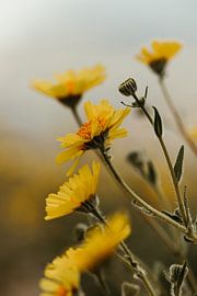 Death valley National park spring flower by Get Framed Photography