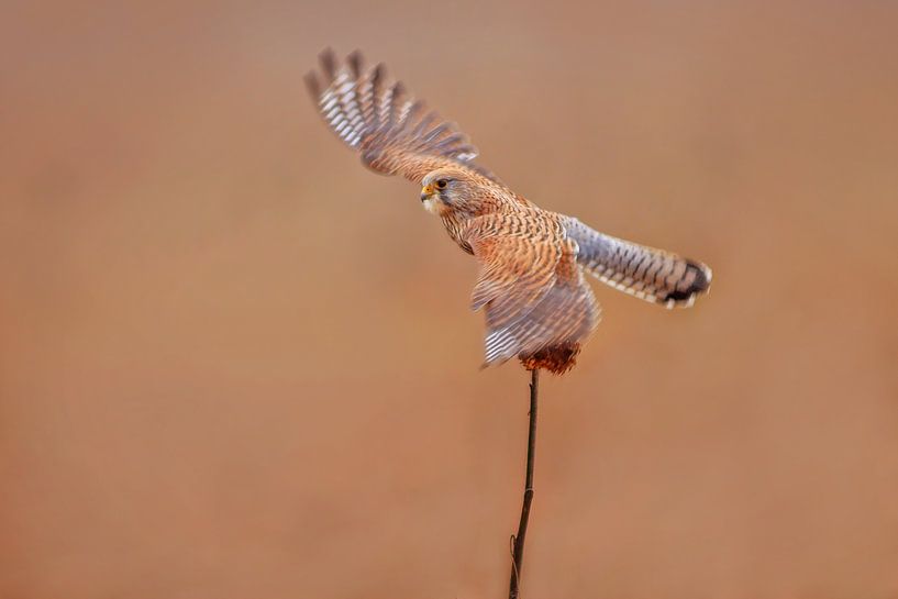 ein weiblicher Turm Falke (Falco tinnunculus) im Flug beim Start von einer Sonnenblume von Mario Plechaty Photography