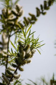 Pluisjes boom Biesbosch