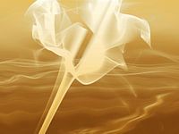 Desert flower