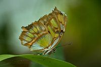 Schmetterling ....
