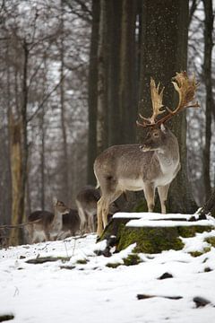 Cerf majestueux sur Tanja Huizinga Photography