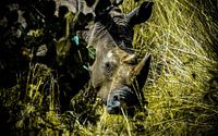 Rhinocéros blanc d'Afrique