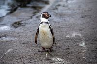 Eine Ikone der Kälte