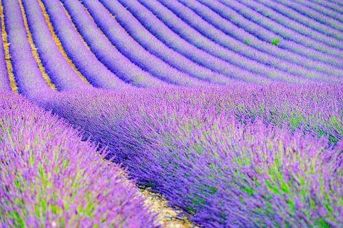 Bloeiende lavendel in de Provence tijdens zonsondergang