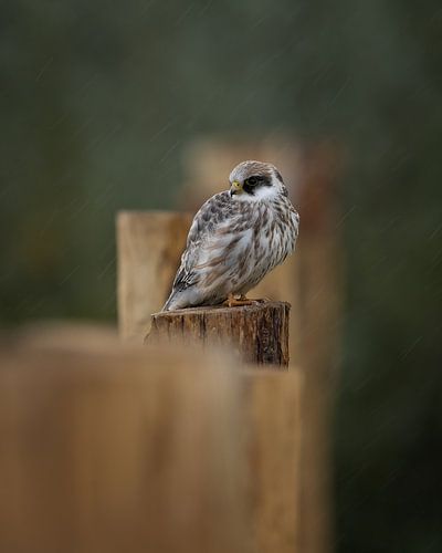 Roodpootvalk in de regen
