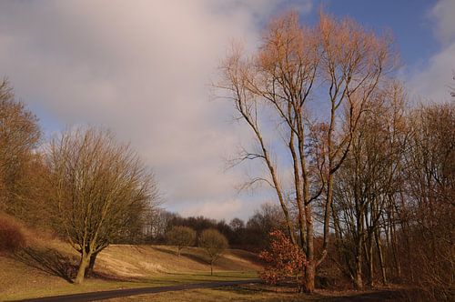 Bomen in het park