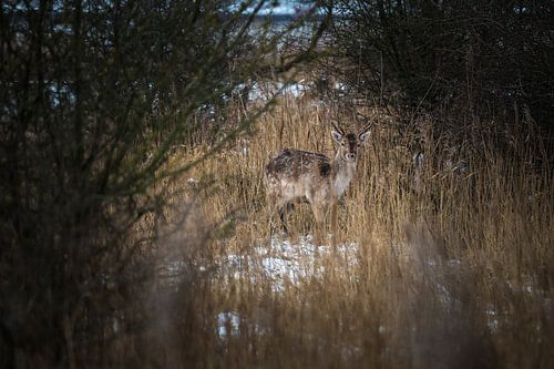 Fallow deer tucked away
