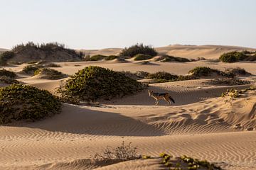 Jackal in the Namibian desert. by Anneke Hooijer