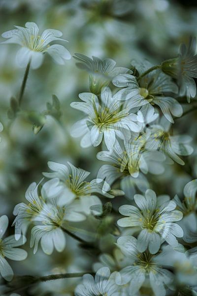 Fleurs mer par Ruud Overes