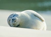zeehondje lui in de zon