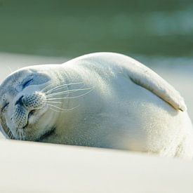 zeehondje lui in de zon van Jor DieFotografie