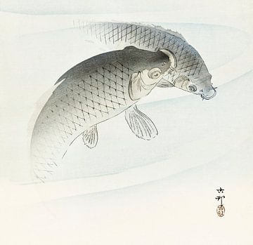 Two carp fish (1900 - 1910) by Ohara Koson van Studio POPPY