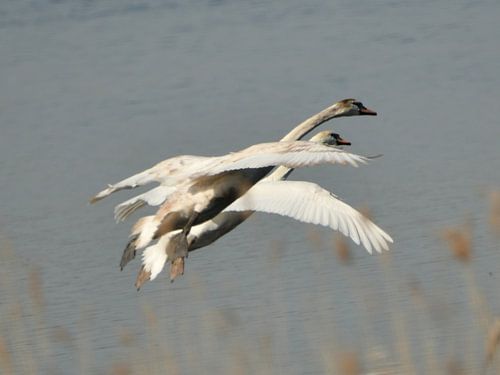 Zwaan van Hilde Wekema