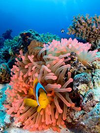 Anemone fish in pink anemone by Marlène Terpstra