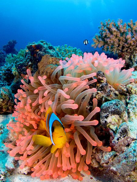 Anemonenfisch in rosa Anemone von Marlène Terpstra