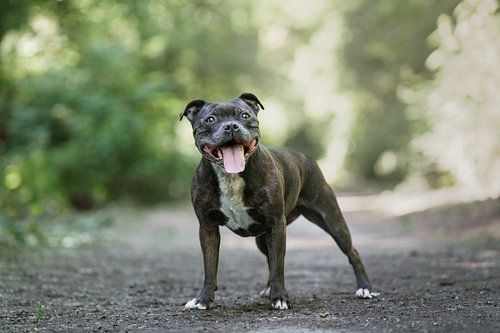 Charlie Wolters van Monique van Helden