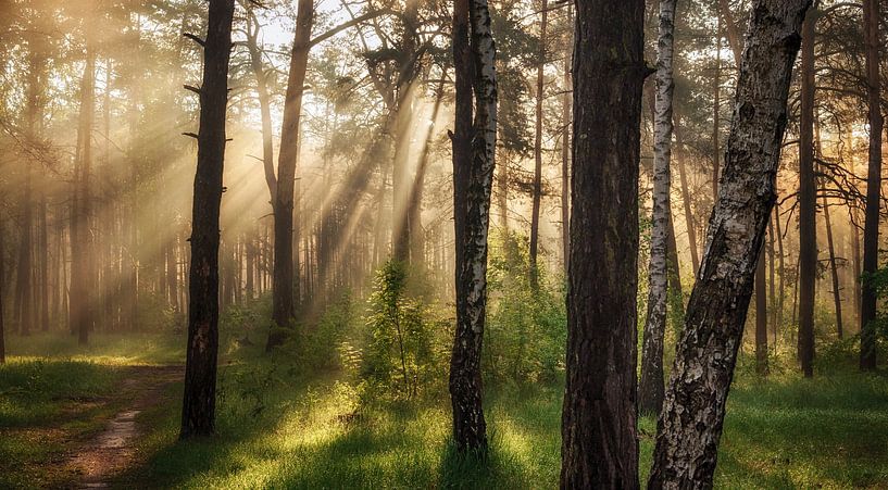 sunny forest by Mykhailo Sherman